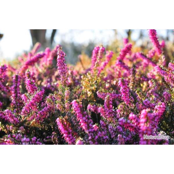 100 Graines de Bruy�re - massif fleurs plante mellif�re jardin- semences paysannes reproductibles - 