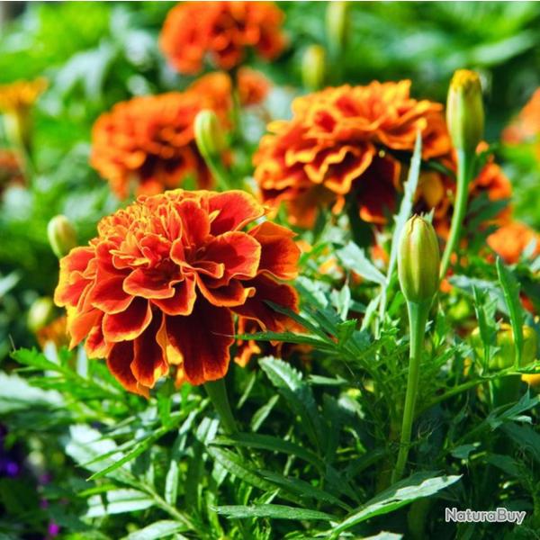 150 Graines d'oeillets d'Inde - fleurs amis jardins potager - semences paysannes reproductibles - Se