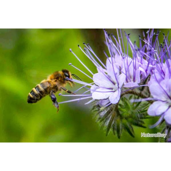 1000 Graines de Phac�lie - plante engrais vert mellif�re - semences paysannes reproductibles - SemiS