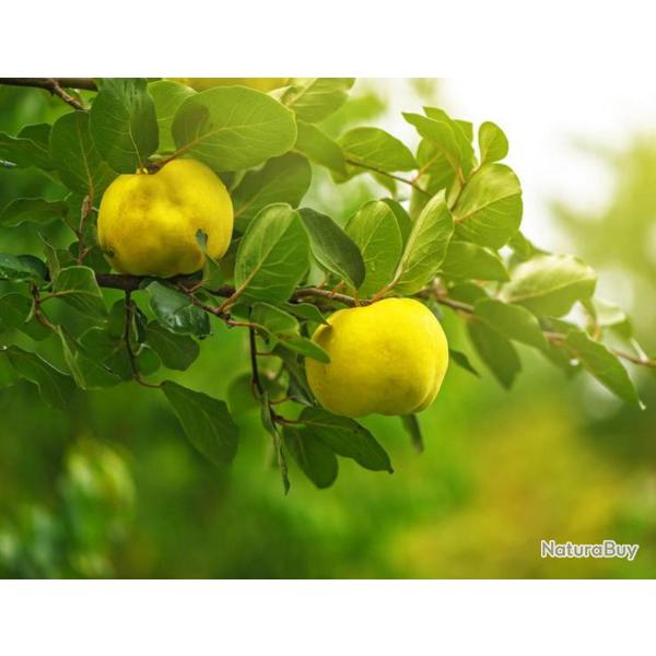 15 Graines de Cognassier - arbre fruitier coing- semences paysannes reproductibles - SemiSauvage