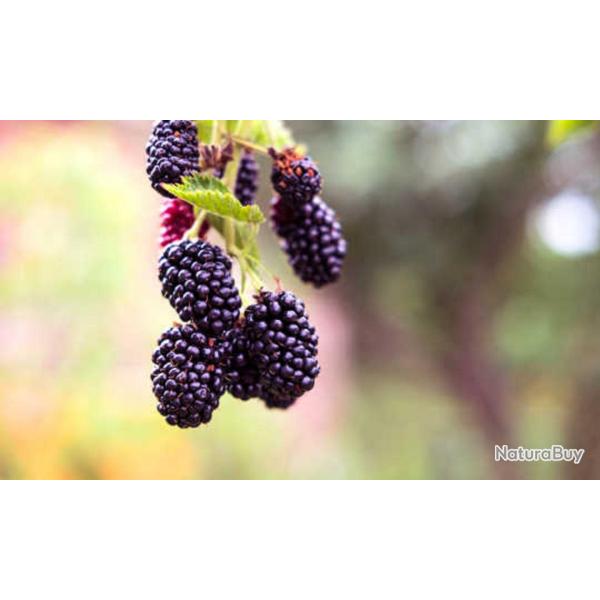 100 Graines de M�re Sauvage -plante fruit rouge ronce jardin - semences paysannes reproductibles - S