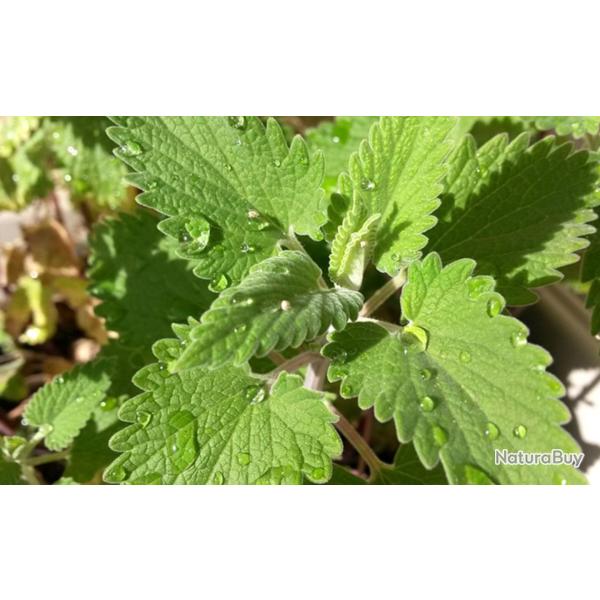 200 Graines d'Herbe � Chat Cataire - Nepeta Cataria - semences paysannes reproductibles - SemiSauvag