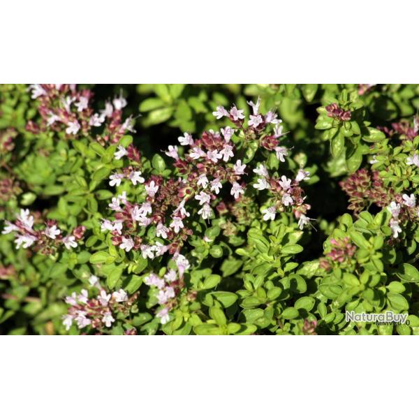 250 Graines de Marjolaine Officinale - plante aromatique jardin- semences paysannes reproductibles -