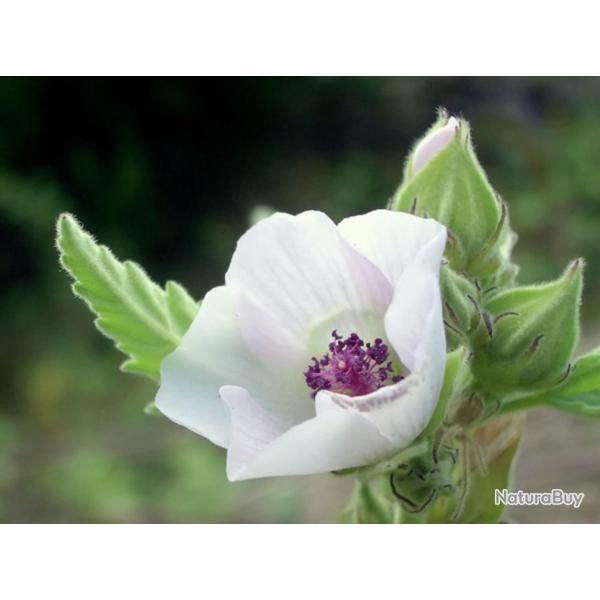 150 Graines de Guimauve Officinale - fleurs plante m�dicinale - semences paysannes reproductibles - 