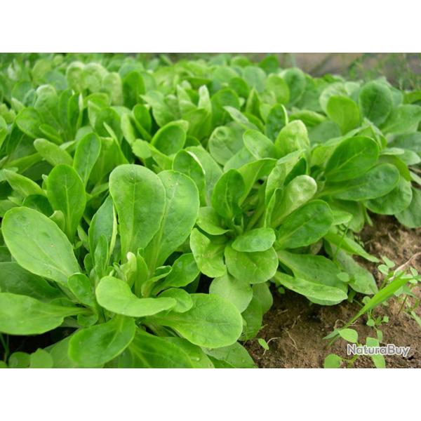 500 Graines de M�che Verte de Cambrai - jardin potager l�gumes - semences paysannes reproductibles -