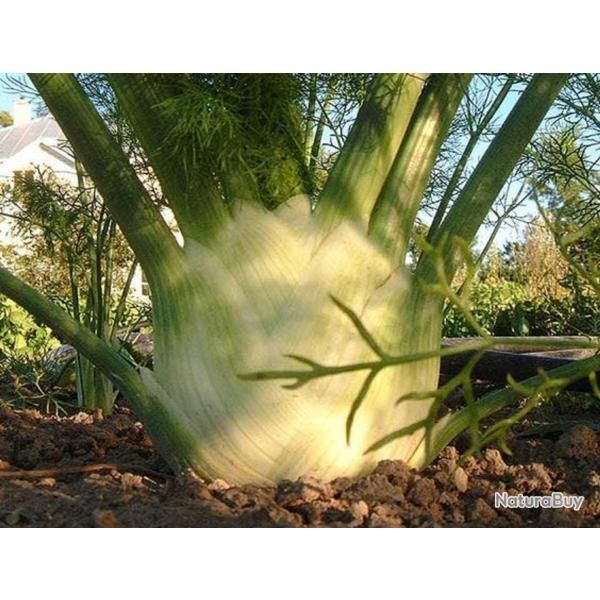 300 Graines de Fenouil - plantes jardins l�gumes fleurs aromatique - semences paysannes reproductibl