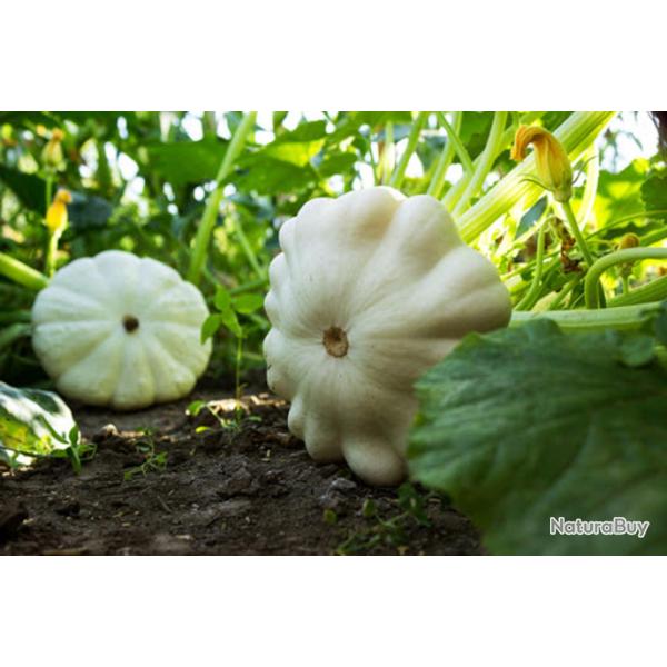15 Graines de P�tisson Blanc - l�gumes courges jardin potager - semences paysannes reproductibles - 