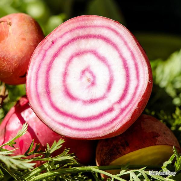 60 Graines de Betterave Chioggia - l�gumes jardin - semences paysannes reproductibles - SemiSauvage