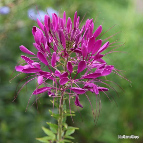 250 Graines de Cl�ome Rose- fleurs plantes - semences paysannes reproductibles - SemiSauvage