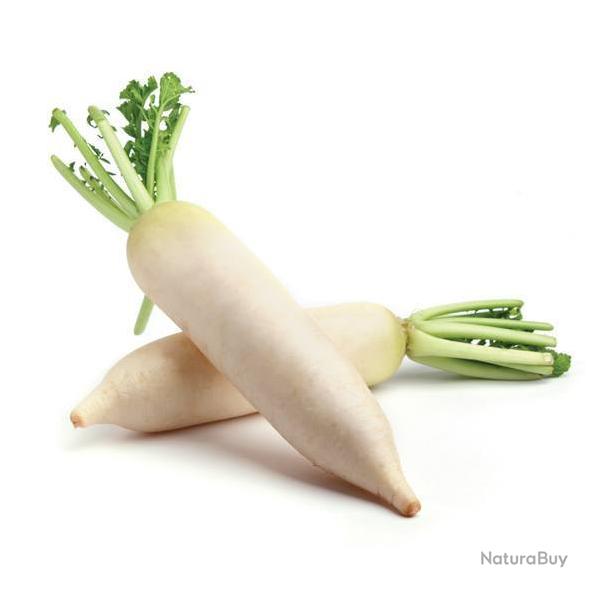 200 Graines de Radis Japonais - l�gumes jardins ancien - semences paysannes reproductibles - SemiSau