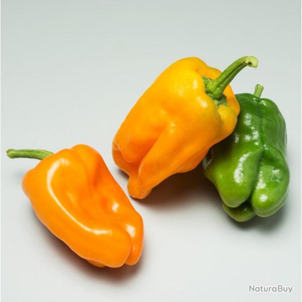 25 Graines de Poivrons Petit Marseillais - l�gume jardin potager - semences paysannes reproductibles