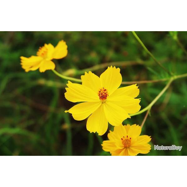 100 Graines de Cosmos - fleurs m�lange jaune et orange - semences paysannes reproductibles - SemiSau