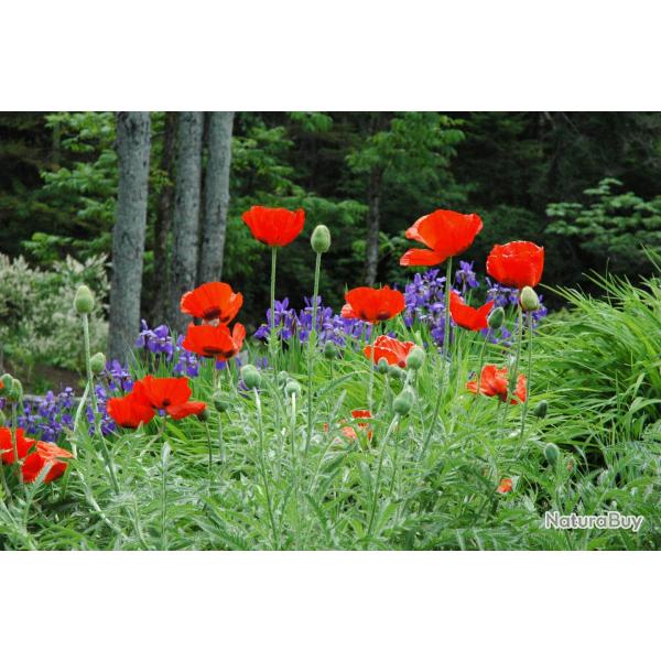 1000 Graines de Pavot d'Orient - fleurs jardins plantes - semences paysannes reproductibles - SemiSa