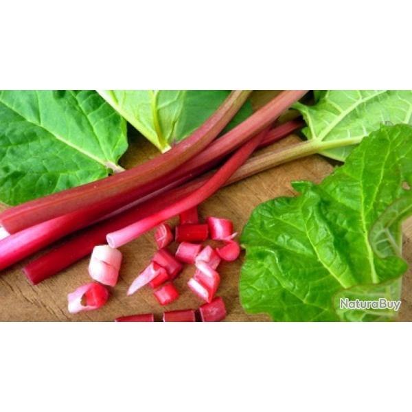 20 Graines de Rhubarbe - vivace jardin potager - semences paysannes reproductibles - SemiSauvage