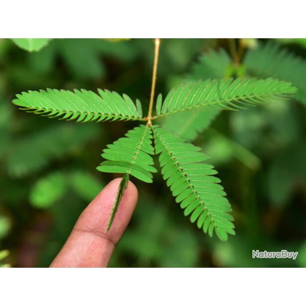 60 Graines de Sensitive - se replie quand on l'effleure - semences paysannes reproductibles - SemiSa