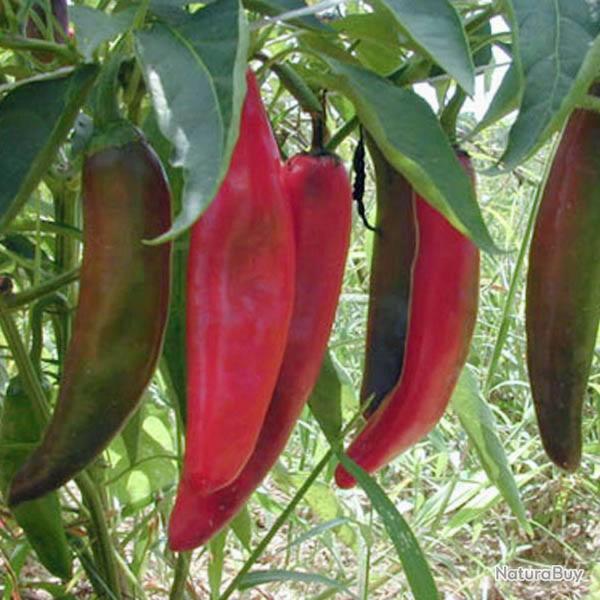 25 Graines de Piments Anaheim Chili - l�gumes jardins potager - semences paysannes reproductibles - 