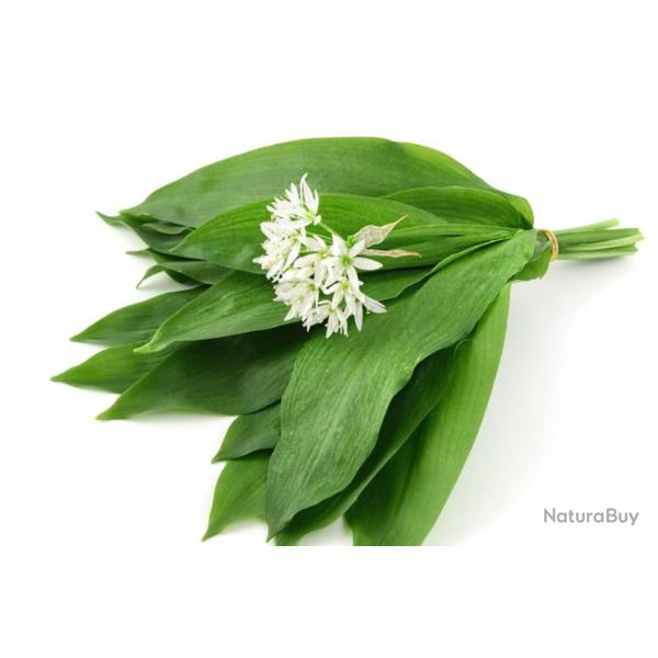 50 Graines d'Ail des Ours - culture jardin aromatique ancien- semences paysannes reproductibles - Se