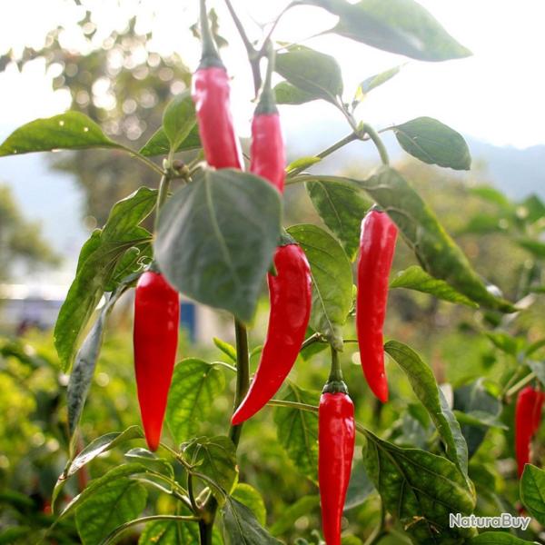 25 Graines de Piments de Cayenne - l�gumes jardins potager- semences paysannes reproductibles - Semi