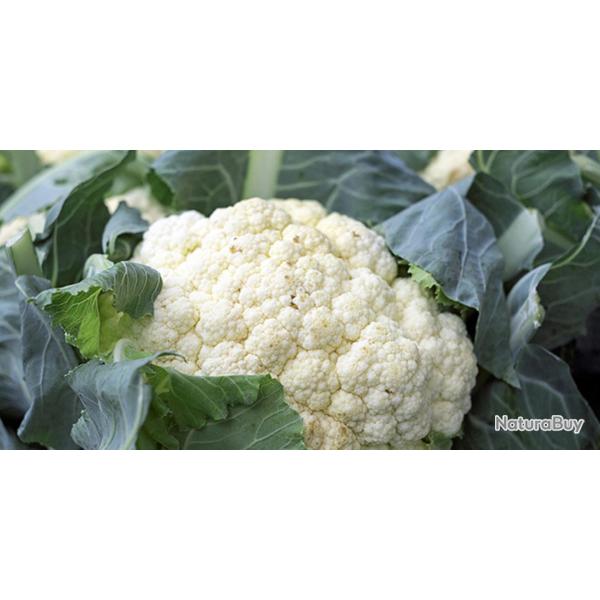 150 Graines de Chou-Fleur - jardins potager l�gumes - semences paysannes reproductibles - SemiSauvag