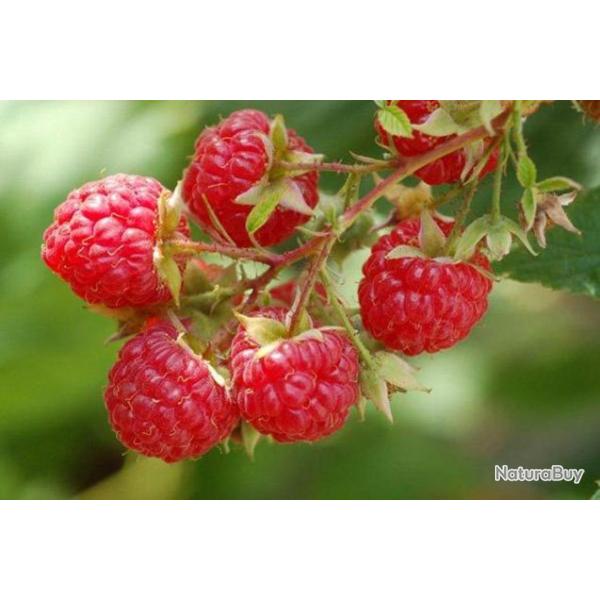 50 Graines de Framboise Sauvage - fruit rouge jardin - semences paysannes reproductibles - SemiSauva