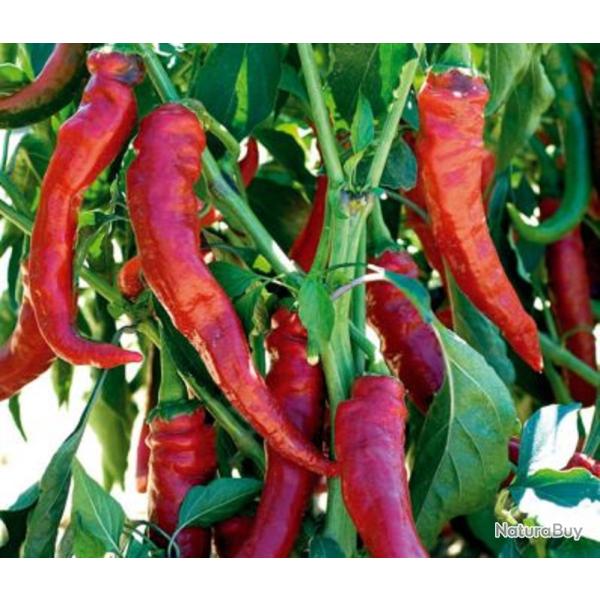 25 Graines de Poivron Doux Tr�s Long des Landes - l�gumes potager- semences paysannes reproductibles