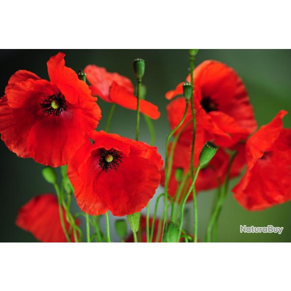 250 Graines de Coquelicot Sauvage - jardin fleur - semences paysannes reproductibles - SemiSauvage