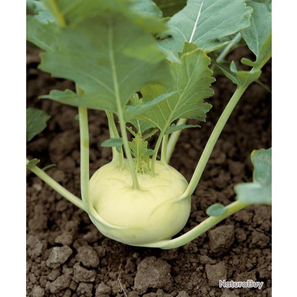 300 Graines de Chou Rave Blanc - l�gume ancien potager - semences paysannes reproductibles - SemiSau