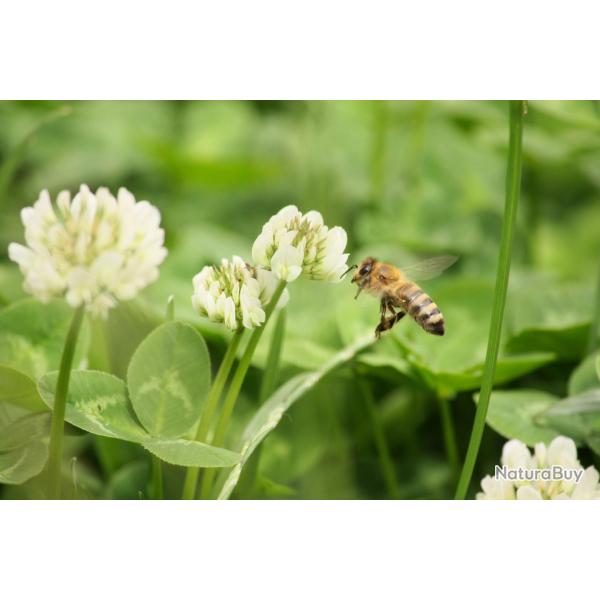 1000 Graines de Tr�fle Blanc - plante tr�s mellif�re - jardin potager- semences paysannes reproducti