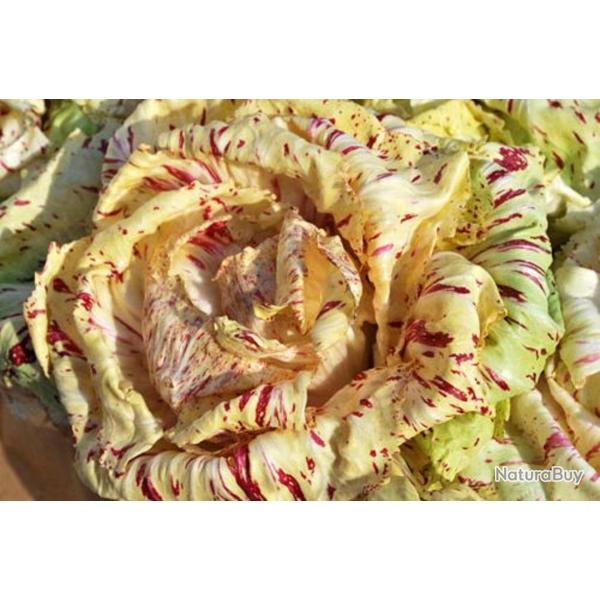 250 Graines de Chicor�e Sauvage Di Castelfranco - semences paysannes reproductibles - SemiSauvage