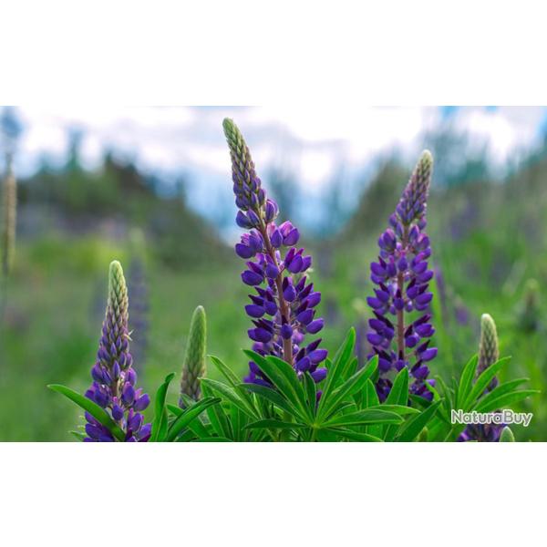 250 Graines de Lupin Nain de Russel - fleurs - semences paysannes reproductibles - SemiSauvage