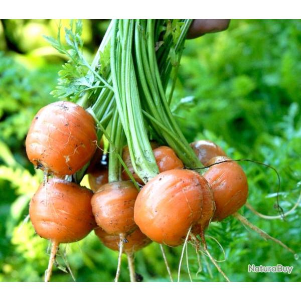 300 Graines de Carotte Parisienne - culture jardin terrasse pot - semences paysannes reproductibles 