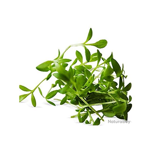 400 Graines de Cresson Al�nois - l�gumes salade potager - semences paysannes reproductibles - SemiSa