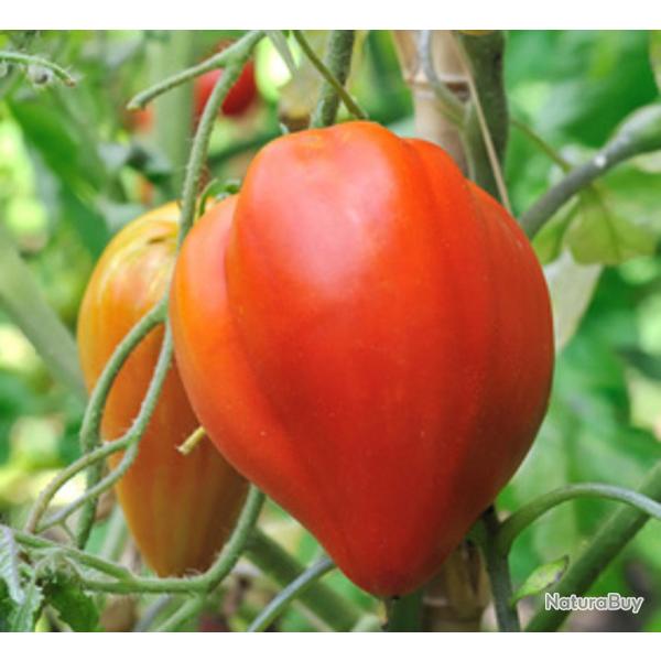 35 Graines de Tomate Coeur de Boeuf - V�ritable l�gume ancien - semences paysannes reproductibles - 