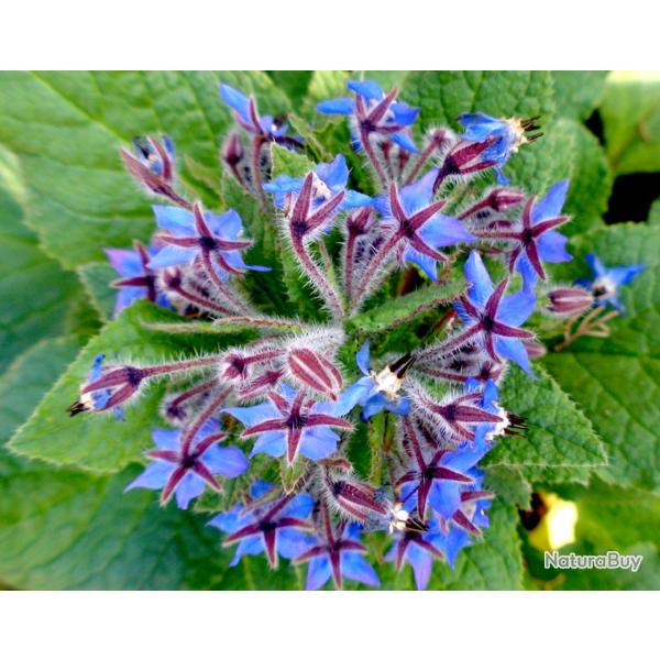 50 Graines de Bourrache Officinale - plante aromatique - semences paysannes reproductibles - SemiSau