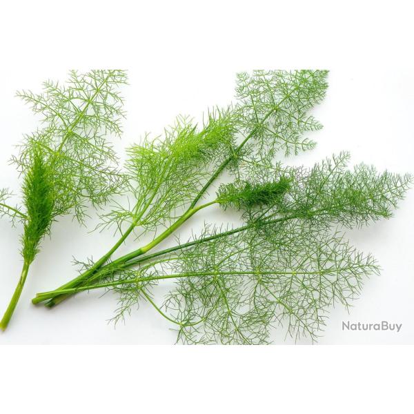 250 Graines d'Aneth - plante aromatique - l�gumes jardin potager - semences paysannes reproductibles