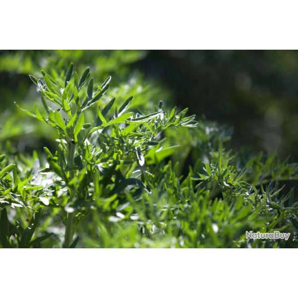 1000 Graines d'Absinthe - plante aromatique m�dicinale - semences paysannes reproductibles - SemiSau