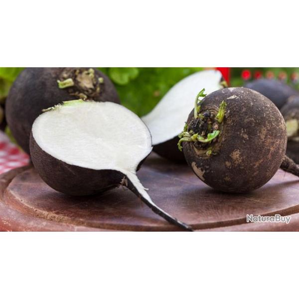 250 Graines de Radis Noir gros rond d'hiver - jardins potager - semences paysannes reproductibles - 
