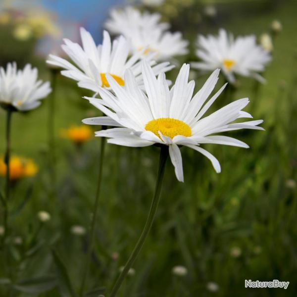 500 Graines de Grande Marguerite - fleurs plante vivace jardin - semences paysannes reproductibles -