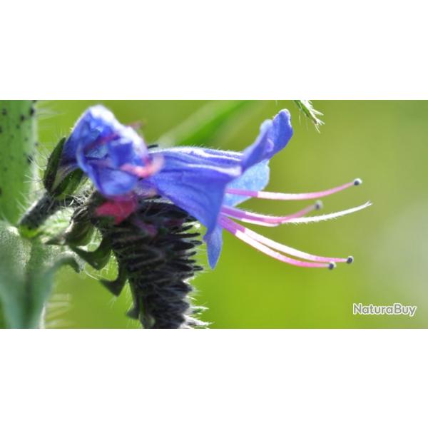 60 Graines de Vip�rine Commune - fleurs Mellif�re - semences paysannes reproductibles - SemiSauvage