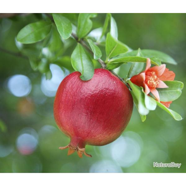 8 Graines de Grenadier - jardins fleurs fruits - semences paysannes reproductibles - SemiSauvage