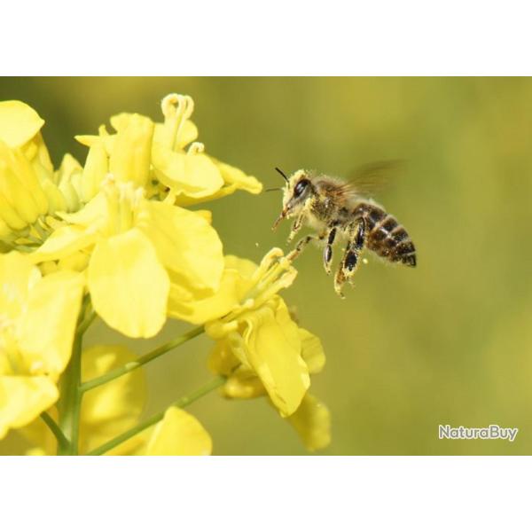 750 Graines de Colza - plante l�gume engrais vert - semences paysannes reproductibles - SemiSauvage