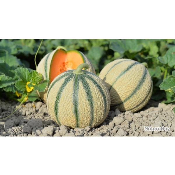 30 Graines de Melon Charentais- Jardin l�gume ancien - semences paysannes reproductibles - SemiSauva