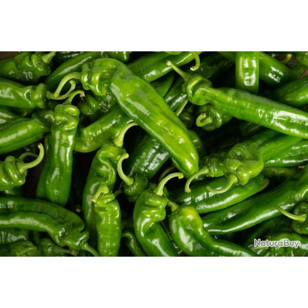 50 Graines de Poivron Corne de Boeuf - l�gumes jardins potager- semences paysannes reproductibles - 