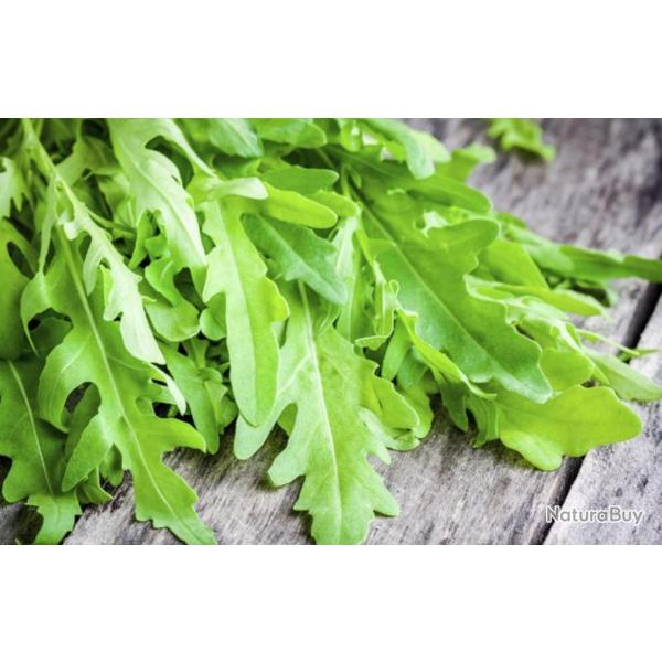 500 Graines de Roquette - plante aromatique - l�gumes jardin potager- semences paysannes reproductib