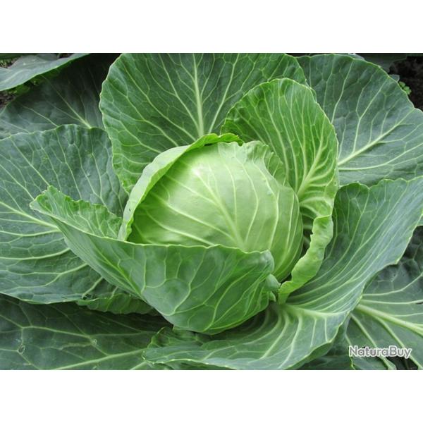 300 Graines de Chou Cabus - l�gumes ancien jardin potager - semences paysannes reproductibles - Semi