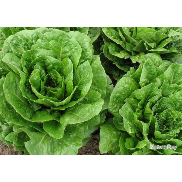 250 Graines de Laitue Romaine - jardin potager l�gumes - semences paysannes reproductibles - SemiSau