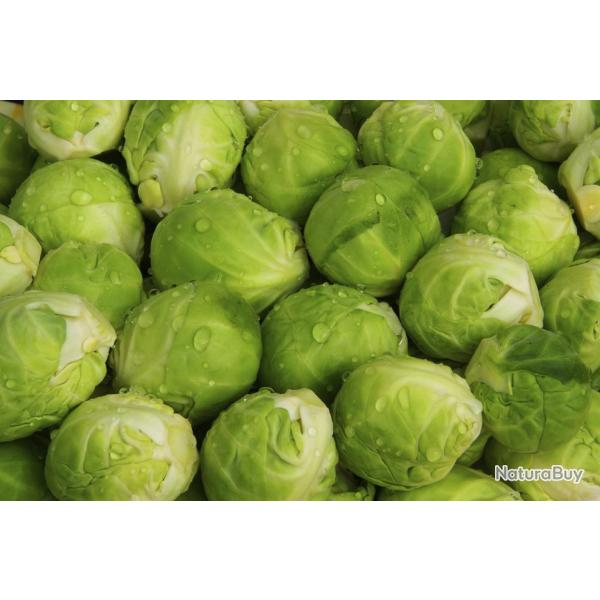 300 Graines de Chou de Bruxelles Sanda - l�gumes jardin potager - semences paysannes reproductibles 