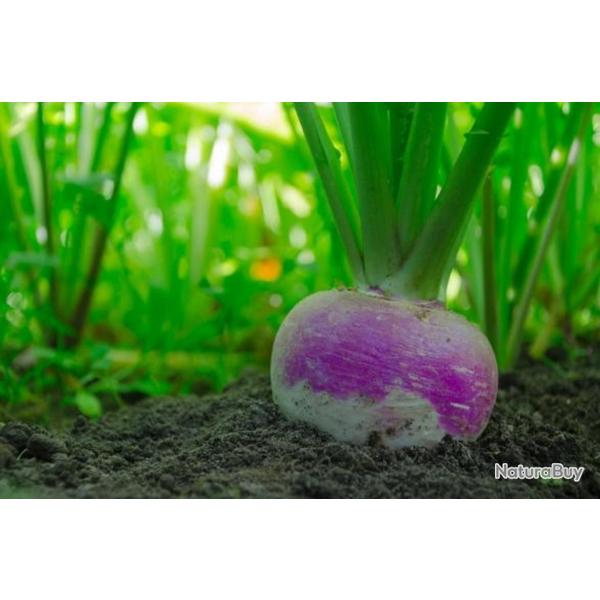 300 Graines de Navet Rond de Nancy - l�gumes ancien potager - semences paysannes reproductibles - Se