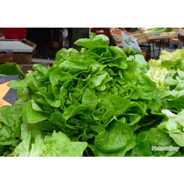 200 Graines de Laitue de Printemps - jardin potager l�gumes- semences paysannes reproductibles - Sem