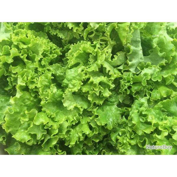 250 Graines de Laitue Batavia - l�gumes ancien salade - semences paysannes reproductibles - SemiSauv